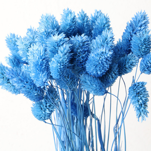 Hierba de Cola de Perro Seca al por Mayor, Flor de Phalaris Seca Barata para Decoraciones de Graduación, Día del Padre y Halloween - Product Image 2