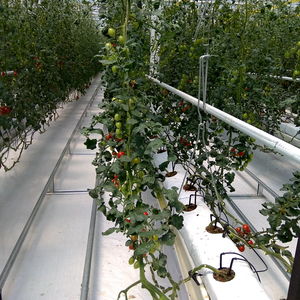 Melanzana di Coltura Idroponica e di Cocco Coltivazione Attrezzature/Sistemi di Coltura Idroponica In Crescita/Idroponica Vassoi - Product Image 4