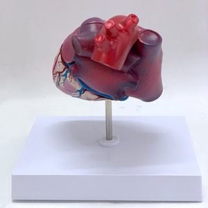 Modelo de Anatomía del Corazón Humano de Alta Calidad, Corazón Grande Natural para Enseñanza - Product Image 5