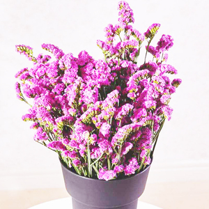 Nouvelle Arrivée Flora d'Été : Fournitures pour Fleuristes - Statice, Fleurs Éternelles Violettes, Myosotis, Fleurs Préservées - Product Image 2
