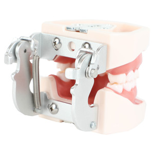 Mejor Modelo Dental de Enseñanza con 28 Dientes de Resina, Encías Blandas Desmontables para Práctica de Implantes, Equipo de Terapia Oral - Product Image 3