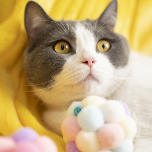 Juguete para Mascotas, Pelota de Peluche con Campana, Resistente a Mordeduras, para Gatitos, Suministros para Gatos - Product Image 2