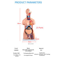 Modelo Anatómico de PVC de 85 cm para Ciencias Médicas - 23 Partes, Modelo de Torso de Ambos Sexos, para Enseñanza Escolar, Demostración Anatómica Detallada
