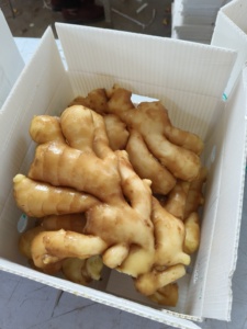 <span class=keywords><strong>Légumes</strong></span> <span class=keywords><strong>frais</strong></span> de Chine Gingembre sec prix de gros par kg - Product Image 6