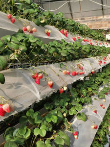 Gouttière de plantation de <span class=keywords><strong>fraises</strong></span> commerciales <span class=keywords><strong>culture</strong></span> de plantation verticale système de <span class=keywords><strong>culture</strong></span> hydroponique de <span class=keywords><strong>fraises</strong></span> NFT - Product Image 2