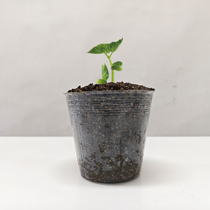 Garden Bee Garden Supplies <strong>clear</strong> Cheap <strong>Orchid</strong> Plastic Nursery Seedling <strong>Pot</strong> Planter Flower <strong>Pots</strong> Plastic, Plastic Flower <strong>Pot</strong> - Product Image 3