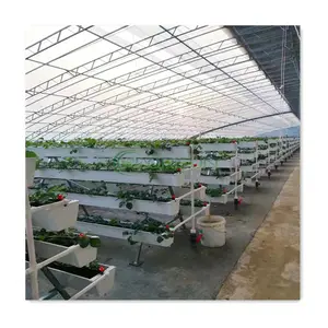 Nft kênh hydroponics tự động khô hạt giống Dâu tây phát triển nhà kính dâu tây phát triển hệ thống