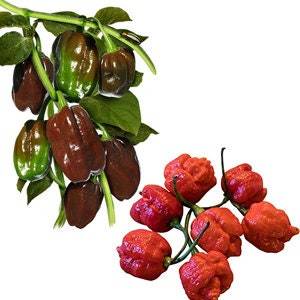 Kit <span class=keywords><strong>de</strong></span> Cultivo Hidropónico <span class=keywords><strong>de</strong></span> Cubos <span class=keywords><strong>de</strong></span> Chile Certificado por la USDA OMRI, Caja <span class=keywords><strong>de</strong></span> Papel <span class=keywords><strong>de</strong></span> Lujo Todo <span class=keywords><strong>en</strong></span> Uno, Regalo Ecológico <span class=keywords><strong>de</strong></span> Venta Caliente, Cultivo <span class=keywords><strong>de</strong></span> Pimientos <span class=keywords><strong>en</strong></span> Casa y Jardín - Product Image 6