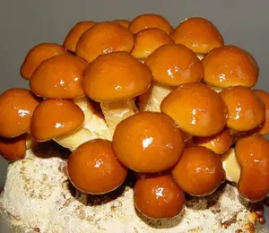 Good Quality Hot Sale Supply BRC Certified IQF Frozen Nameko Mushroom