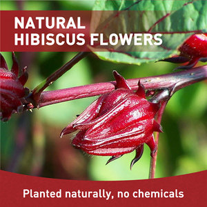 Compléments alimentaires biologiques à base de plantes en marque privée, thé aux fleurs d'hibiscus séchées pour éclaircir la peau et la beauté - Product Image 4