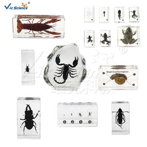 Espécimen de cerdo de cysticercus de tenia parasitaria, especímenes incrustados de resina orgánica para educación escolar - Product Image 6