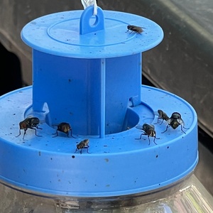 Bouteille réutilisable de 1600 ml pour piège à mouches, attractif israélien écologique, solution naturelle de lutte antiparasitaire pour fermes et jardins - Product Image 3