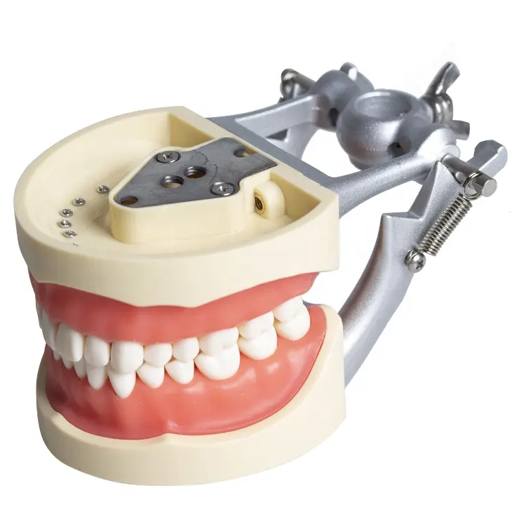 Factory Price Jaw Typodont Study Training Dental Model with Soft Gum 32pcs Teeth and Articulator for Teaching demonstration