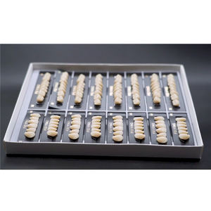 Dents en Résine Acrylique <span class=keywords><strong>Artificielle</strong></span> Bi-Couche OEM pour Prothèse <span class=keywords><strong>Dentaire</strong></span> - Product Image 5