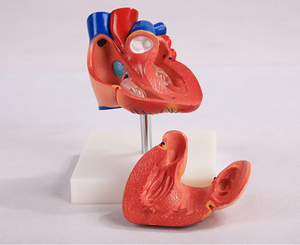 Modèle d'enseignement de la chirurgie cardiaque en science médicale modèle d'anatomie cardiaque taille de la vie humaine - Product Image 5