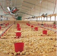 Équipement d'élevage d'animaux et de volailles à économie d'énergie, chauffe-poulets au gaz pour poulailler THD2606