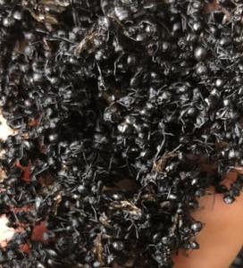 Nouvelles fourmis noires séchées 100% pures de haute qualité à vendre - Product Image 6