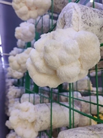 Système de culture hydroponique de champignons Shiitake et Matsutake Hezhou HM-40FT avec contrôle PLC à air frais, rendement élevé et économie d'énergie