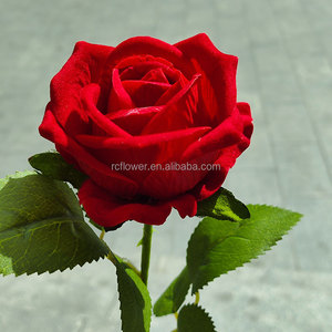 Fabbrica all'ingrosso all'ingrosso rosa rosa fiori decorativi personalizzati rosa rosa rosa <span class=keywords><strong>fiore</strong></span> bianco bianco blu rosa nero <span class=keywords><strong>viola</strong></span> - Product Image 6