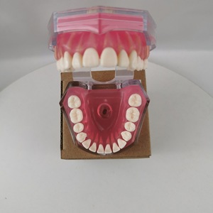 Modèle d'anatomie dentaire M7008 avec 28 dents extractibles, modèle de démonstration pédagogique en silicone médical - Product Image 3