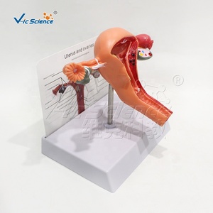 Modèle d'hémisphère cérébral grandeur nature, 4 parties détachables, centres fonctionnels sensoriels et motoriers pour laboratoire de <span class=keywords><strong>neurosciences</strong></span>, CE ISO ROHS CNAS - Product Image 6
