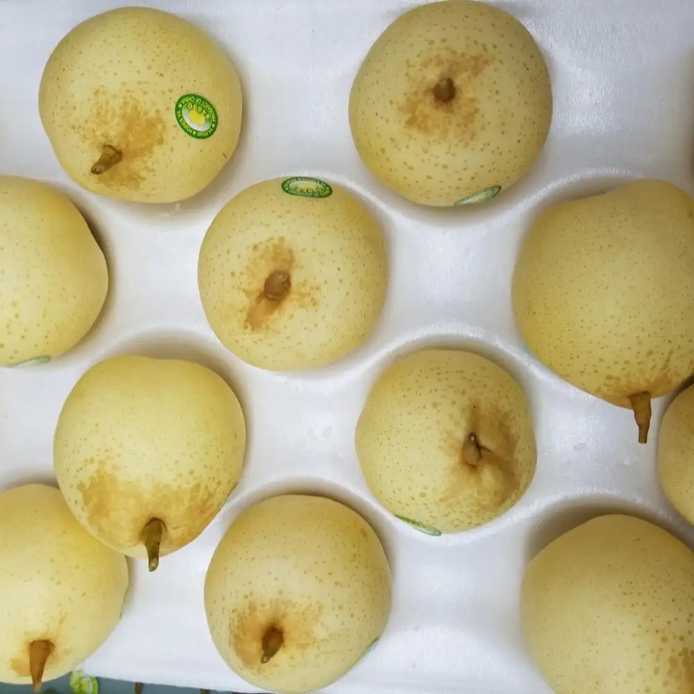 Fresh Asian Pear Hot Selling Good Quality Chinese Pear