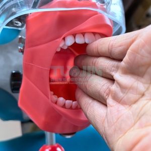 Typodont <strong>Dental</strong> <strong>Simulator</strong> Anatomical Model Simple Head Teeth Dentist Students Dentistry Training <strong>Unit</strong> - Product Image 3