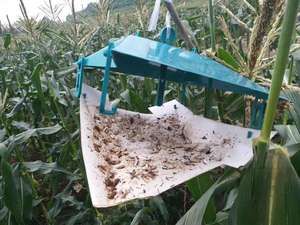 Liquide phéromone sexuelle efficace pour Spodoptera Frugiperda, attractif pour les mites du maïs, lutte antiparasitaire écologique - Product Image 1