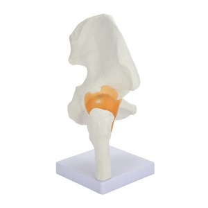 Modèle de ligament de l'articulation de la hanche humaine à double usage médical et éducatif ; modèle fonctionnel de l'articulation de la hanche adulte naturelle - Product Image 5