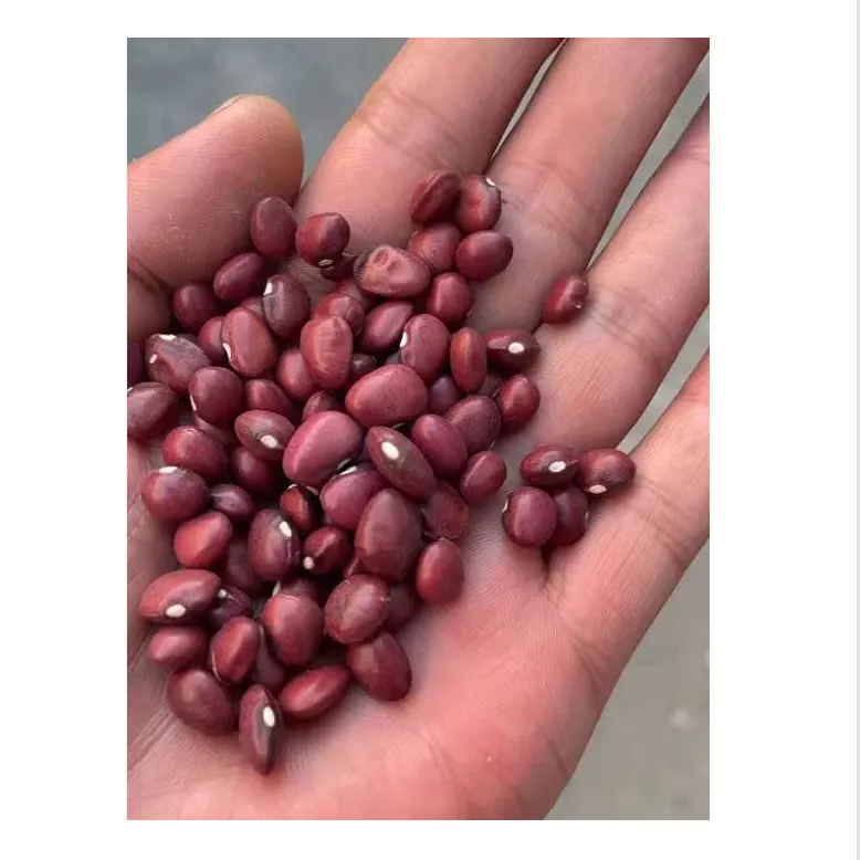 Cheaper Price of Big Red Kidney Beans Wholesale Long Shape Canned British Red Kidney Beans