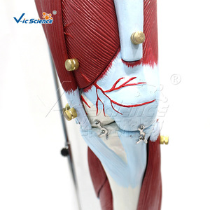 Vic Education : Modèle anatomique humain des muscles, des vaisseaux sanguins et des nerfs des membres inférieurs ; Modèle anatomique humain - Product Image 2