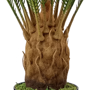 Planta de decoración del hogar directamente de fábrica, Sago <span class=keywords><strong>cycas</strong></span> artificiales para decoración de interiores - Product Image 5
