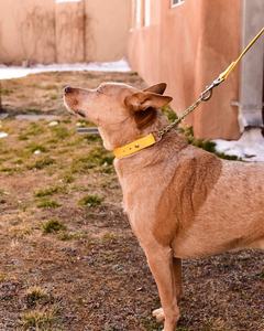 Pastel Fi Compatible con liberación rápida <span class=keywords><strong>Collar</strong></span> de perro ajustable <span class=keywords><strong>Slip</strong></span> Lead 100% Olor & <span class=keywords><strong>Collar</strong></span> de perro personalizado rosa a prueba de agua con placa de identificación - Product Image 6