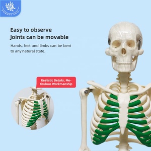 Anatomía Modelo de esqueleto humano El esternón verde Enseñanza Material de PVC Anatómico Vertical 85cm Modelo de esqueleto humano de alta calidad - Product Image 2
