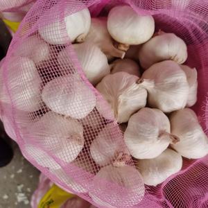 Base de <span class=keywords><strong>planta</strong></span> de ajo de China, suministro de fábrica, ajo blanco y rojo puro fresco, 50/60/70mm, ajo blanco fresco, nueva cosecha - Product Image 4
