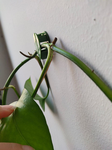 Meilleures ventes : Clips de <span class=keywords><strong>fixation</strong></span> <span class=keywords><strong>murale</strong></span> auto-adhésifs pour plantes grimpantes de jardin, support invisible pour la traction des lianes, pour le soutien des plantes domestiques - Product Image 5