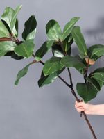 Daun Magnolia Cabang Pendek Tanaman Hijau Bonsai Buket Daun Piano Daun Beringin Dekorasi Meja Pernikahan Lanskap Lembut