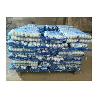 Ajos/Chine Ail rouge frais Ajo pour le marché du Chili 10kg/carton 55mm/60mm qualité d'exportation de l'ail