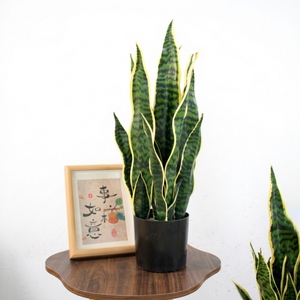 Planta Artificial <span class=keywords><strong>de</strong></span> Sansevieria en Maceta, Tacto Real, para Decoración Moderna del Hogar, Oficina u Hotel - Product Image 3