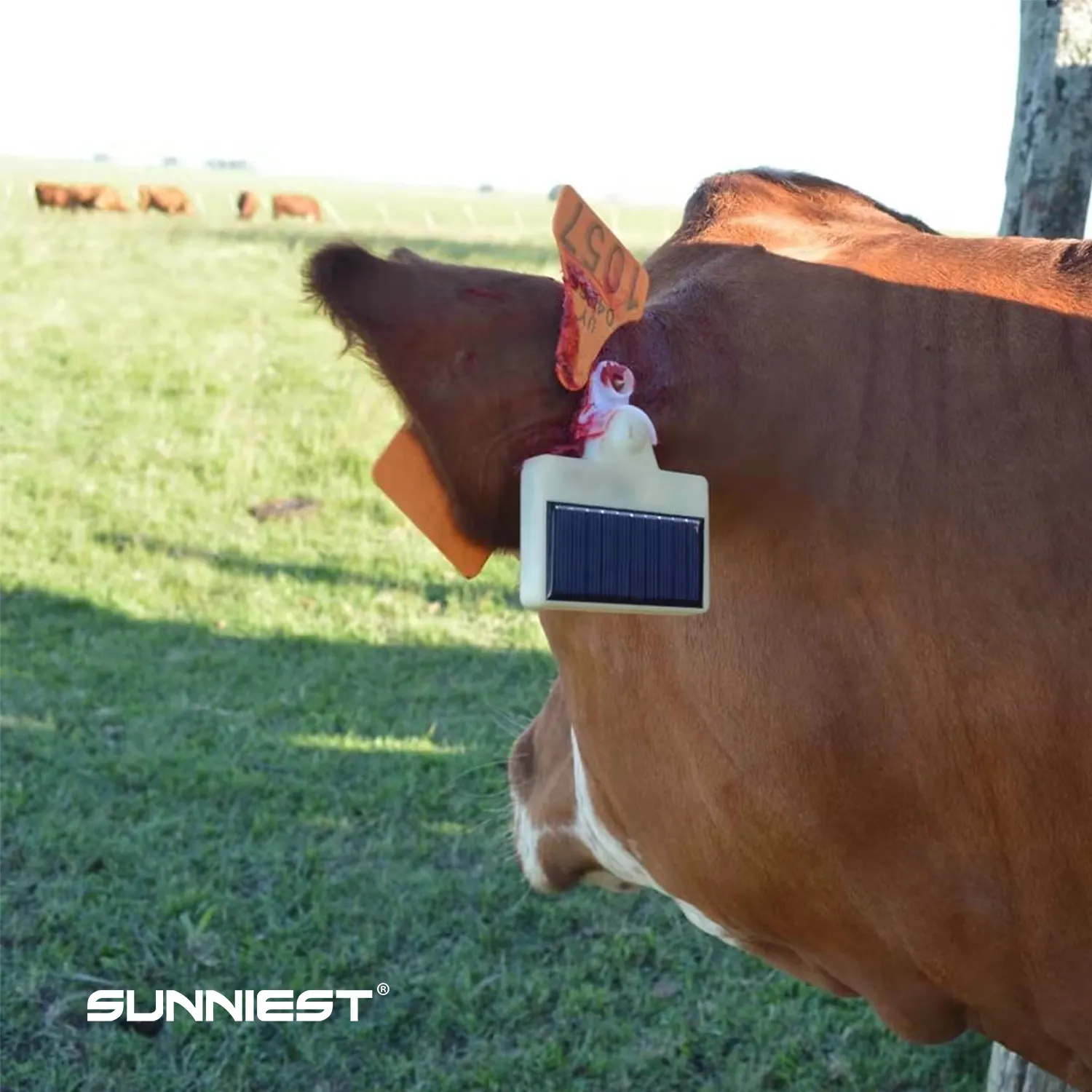 Waterproof Geofencing 4G Built-in Battery Solar GPS Tracker for Cattle with Antitheft Antilost Tracking System
