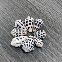 Coquillages en vrac naturels en gros, petits coquillages coniques hébraïques Conus Ebraeus XS, capuchons de perles, cadeau, décoration d'intérieur, forme géométrique