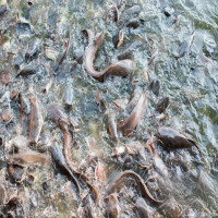 Additifs de qualité alimentaire Attractant pour l'alimentation aquatique Diméthylpropiothétine CAS 4337 Dmpt