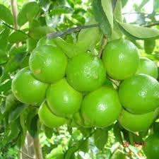 Limón Fresco de Alta Calidad - Product Image 2