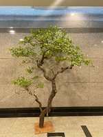 Pohon Bunga Sakura Buatan Realistis untuk Dekorasi Hotel, Vila, Lanskap Zen, dan Jendela Dalam Ruangan