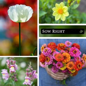 Mélange de graines de fleurs naines biologiques non-OGM, variétés anciennes, magnifiques fleurs artificielles pour la plantation au sol dans le jardin à domicile, collection sans OGM - Product Image 4