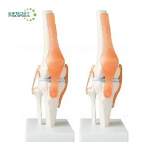 الهيكل العظمي البشري بالحجم الطبيعي نموذج مفصل الركبة التشريحي