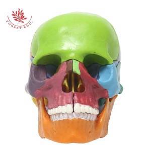 Modèle de crâne humain coloré 15 pièces Mini crâne étudiant et enfants enseignement médical anatomie crâne - Product Image 6