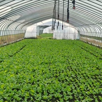 Serre tunnel polyvalente à simple travée, personnalisable, économique, pour poulailler et agriculture de tomates