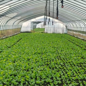 <span class=keywords><strong>Serre</strong></span> tunnel polyvalente à simple travée, personnalisable, économique, pour <span class=keywords><strong>poulailler</strong></span> et agriculture de tomates - Product Image 3