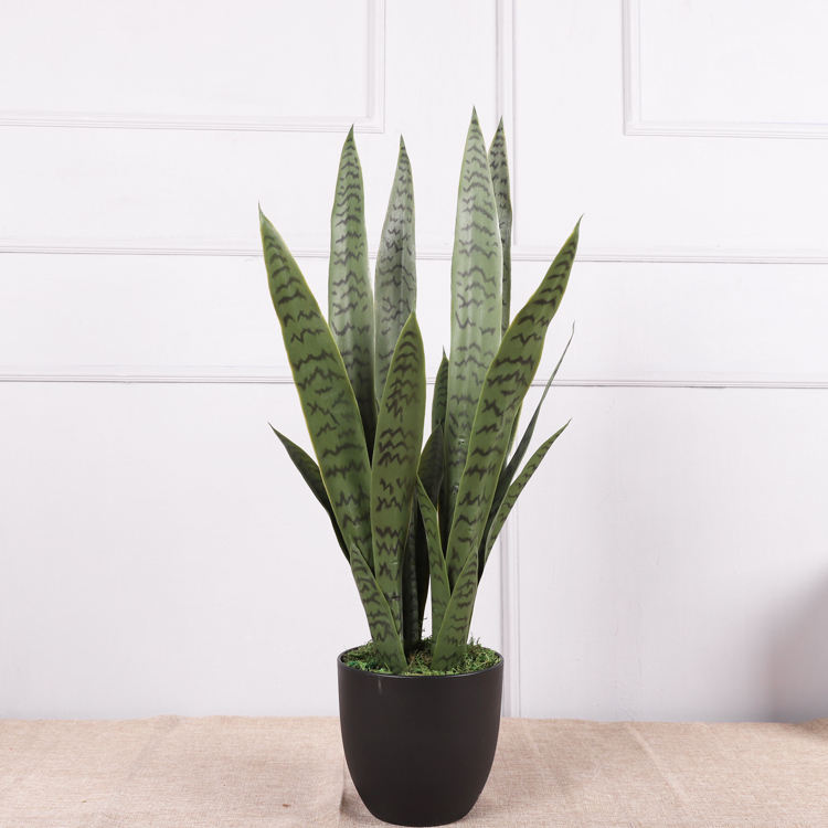 ต้นลิ้นมังกร#6 76ซม